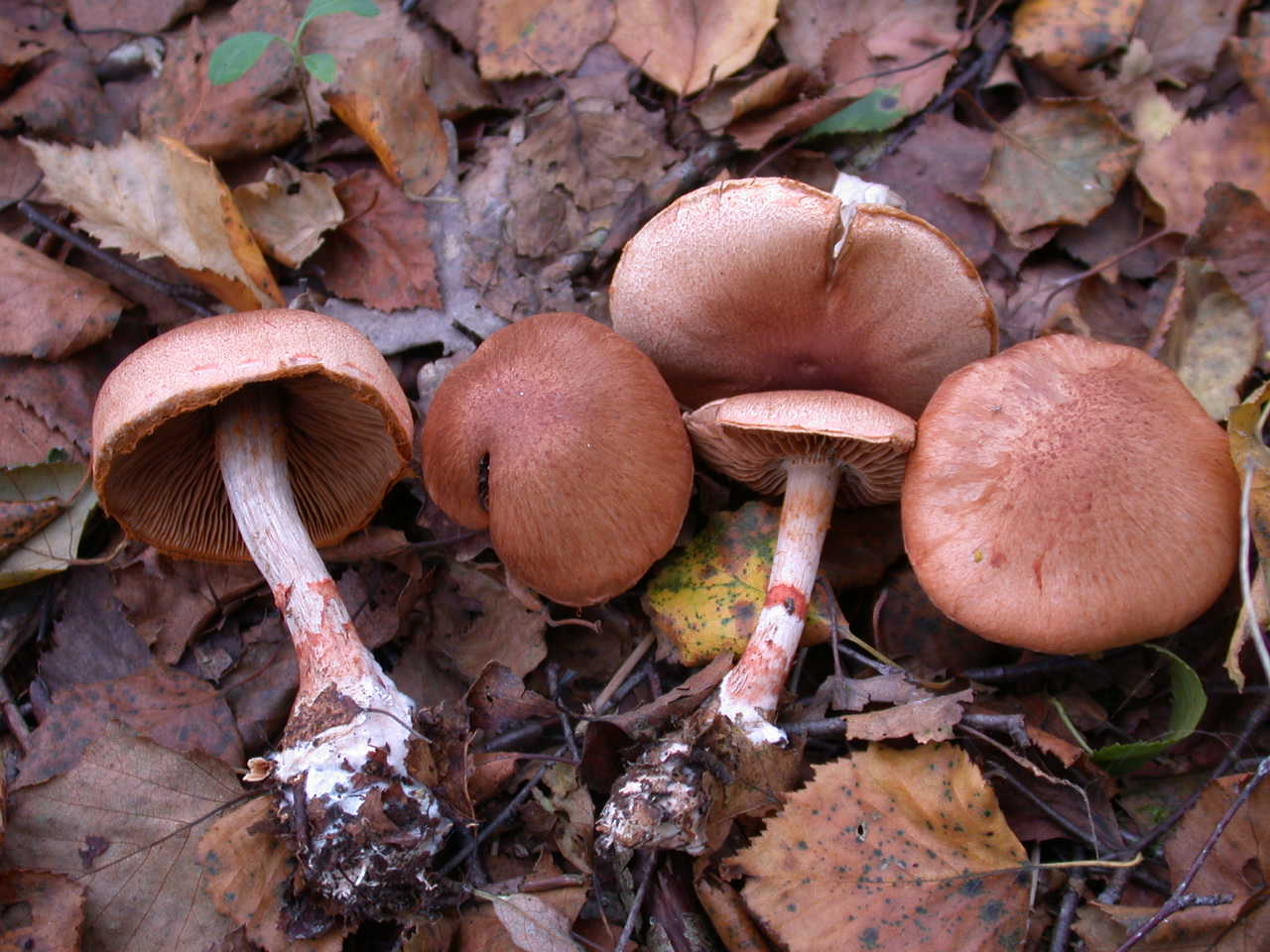 Funghi colorati ...oggi